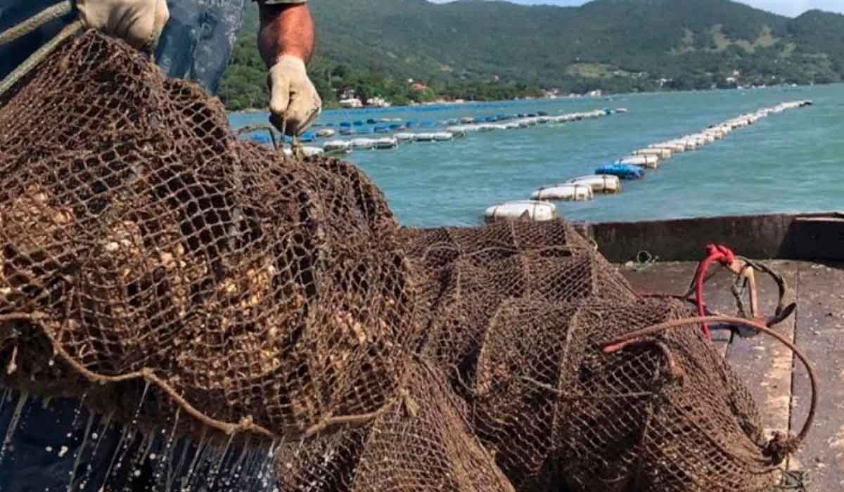 O problema está diretamente ligado ao aumento da temperatura da água do mar, fenômeno que se intensificou durante o último verão O problema está diretamente ligado ao aumento da temperatura da água do mar, fenômeno que se intensificou durante o último verão
