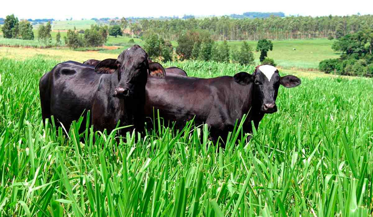 Nature bonds para recuperar pastagens colocam o agro brasileiro no radar global de investimentos sustentáveis Nature bonds para recuperar pastagens colocam o agro brasileiro no radar global de investimentos sustentáveis