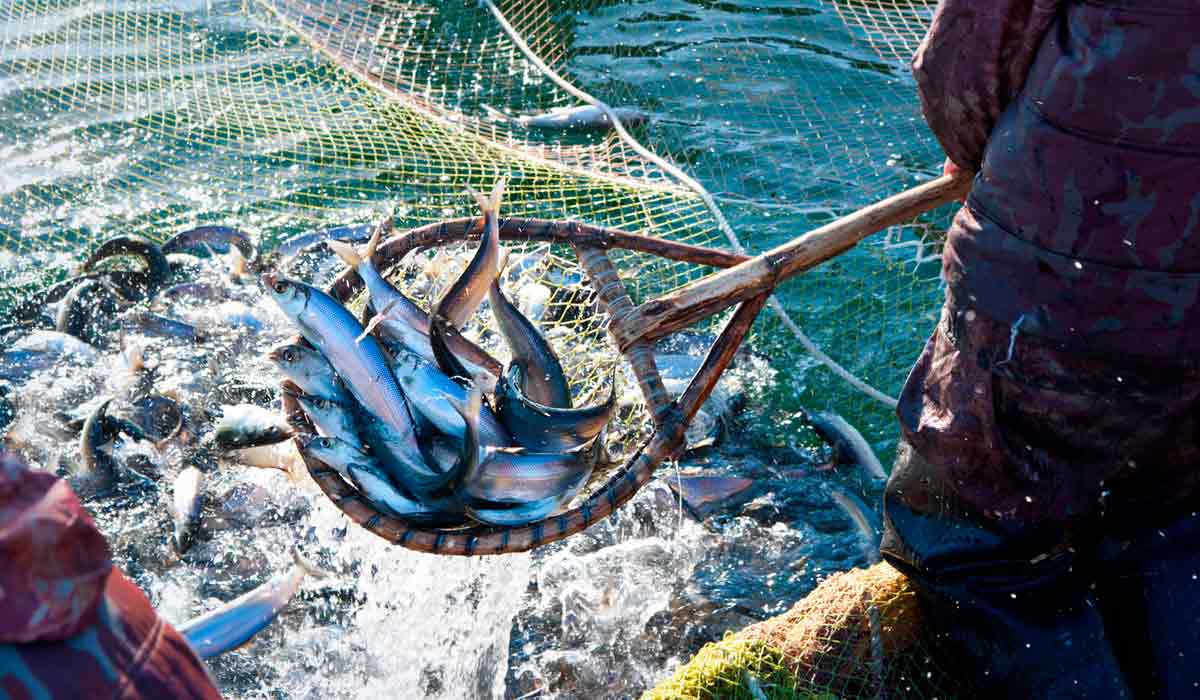 Aquicultura enfrenta desafios logísticos e regulatórios Aquicultura enfrenta desafios logísticos e regulatórios