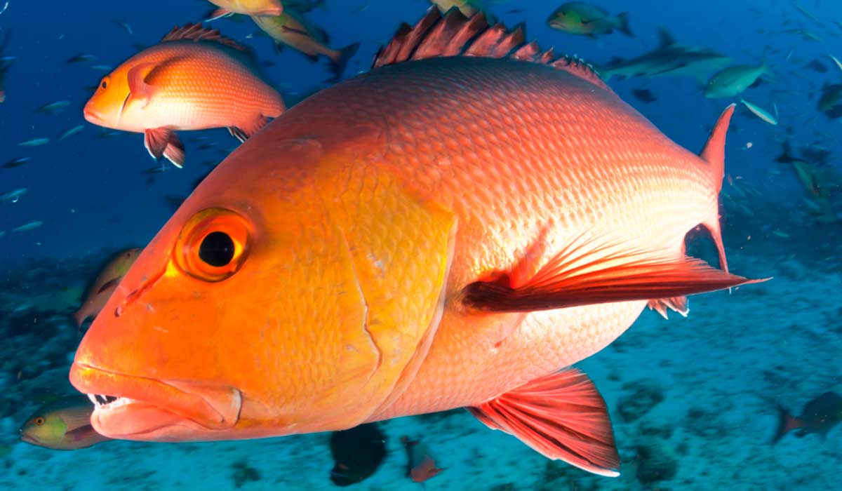 O pargo (Lutjanus purpureus) foi reclassificado de Vulnerável para Em Perigo. Com a mudança, a espécie deve ter medidas de proteção e manejo intensificadas para reduzir a pressão da sobrepesca e da captura de indivíduos jovens O pargo (Lutjanus purpureus) foi reclassificado de Vulnerável para Em Perigo. Com a mudança, a espécie deve ter medidas de proteção e manejo intensificadas para reduzir a pressão da sobrepesca e da captura de indivíduos jovens