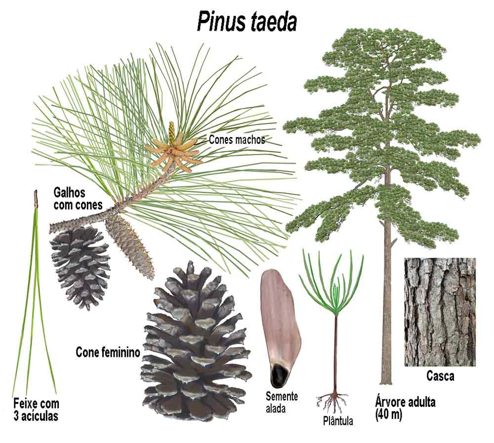 Pinus taeda - Ilustração: John David Tobe Pinus taeda - Ilustração: John David Tobe