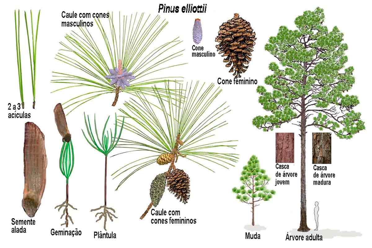 Pinus elliottii - Ilustração: John David Tobe Pinus elliottii - Ilustração: John David Tobe