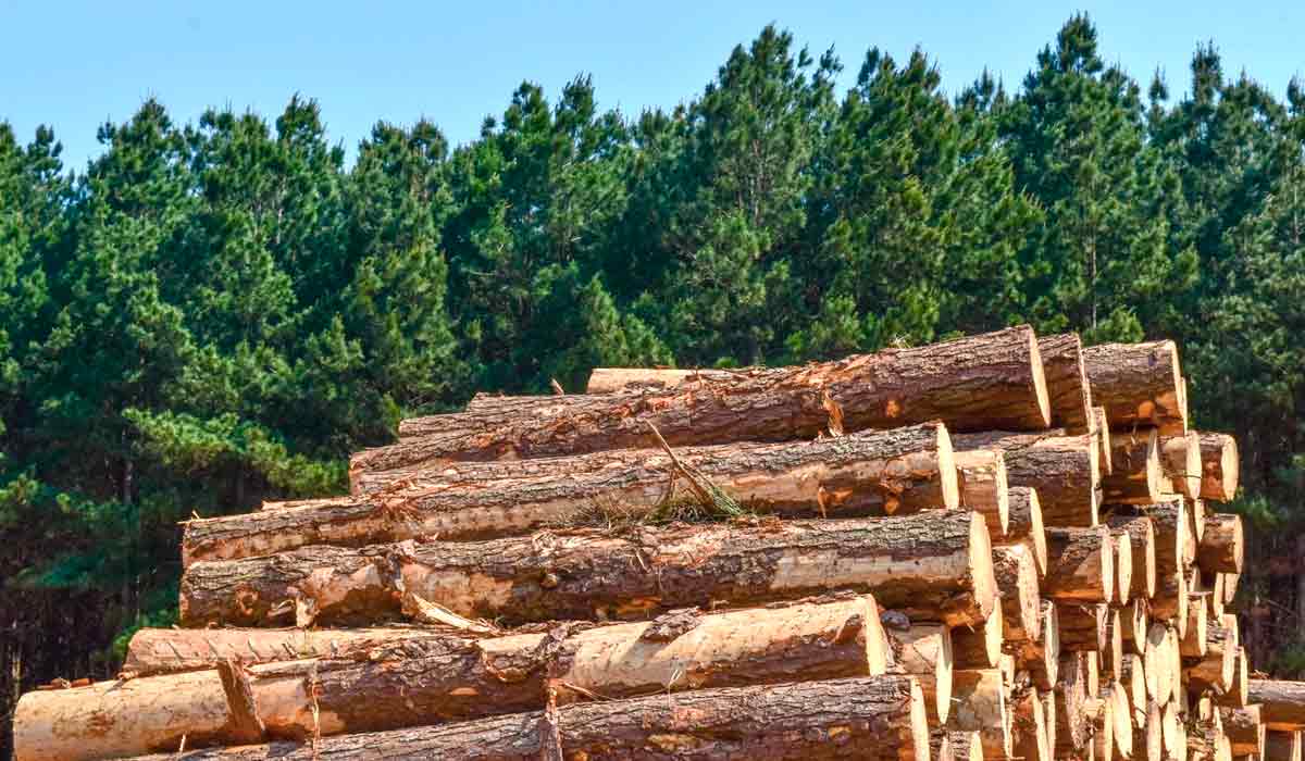 O pinus consolidou-se como uma das principais bases do agronegócio florestal brasileiro O pinus consolidou-se como uma das principais bases do agronegócio florestal brasileiro