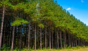 Floresta de pinus