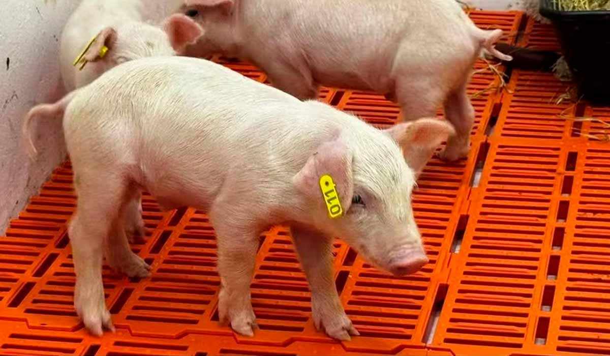 A produção ocorreu em ambiente com alto rigor de biossegurança, bem-estar animal e controle sanitário A produção ocorreu em ambiente com alto rigor de biossegurança, bem-estar animal e controle sanitário