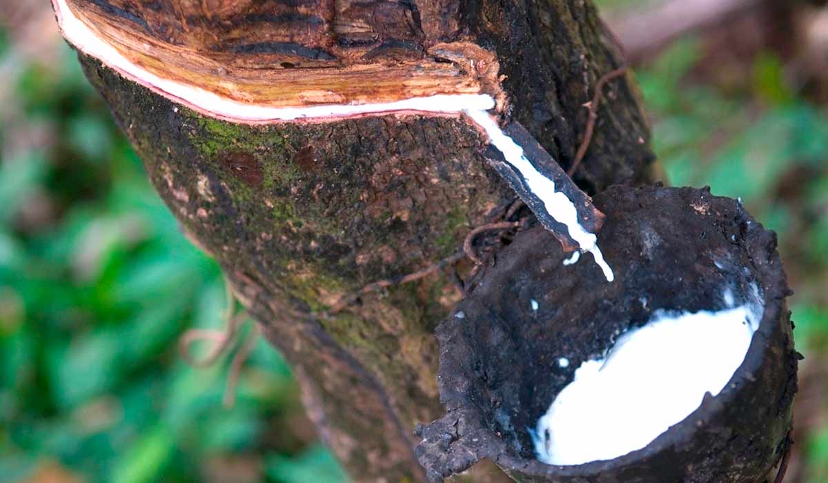 Comercialização da borracha natural é apoiada pelo governo Comercialização da borracha natural é apoiada pelo governo