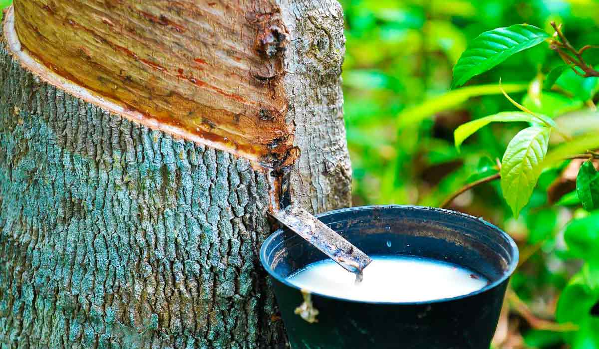 Seringueira (Hevea brasiliensis) fornece látex para indústria global Seringueira (Hevea brasiliensis) fornece látex para indústria global