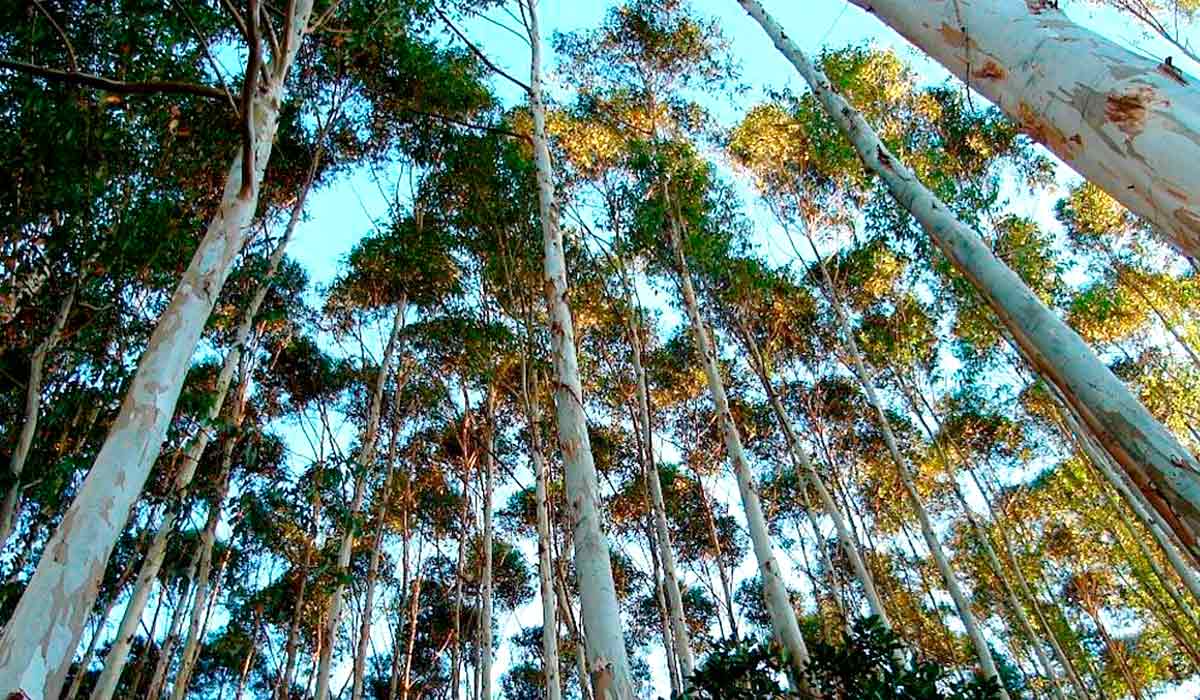 O desempenho produtivo reforça a competitividade, com 25,5 milhões de toneladas de celulose produzidas e US$ 15,7 bilhões em exportações de produtos florestais, incluindo celulose, papel e painéis de madeira O desempenho produtivo reforça a competitividade, com 25,5 milhões de toneladas de celulose produzidas e US$ 15,7 bilhões em exportações de produtos florestais, incluindo celulose, papel e painéis de madeira