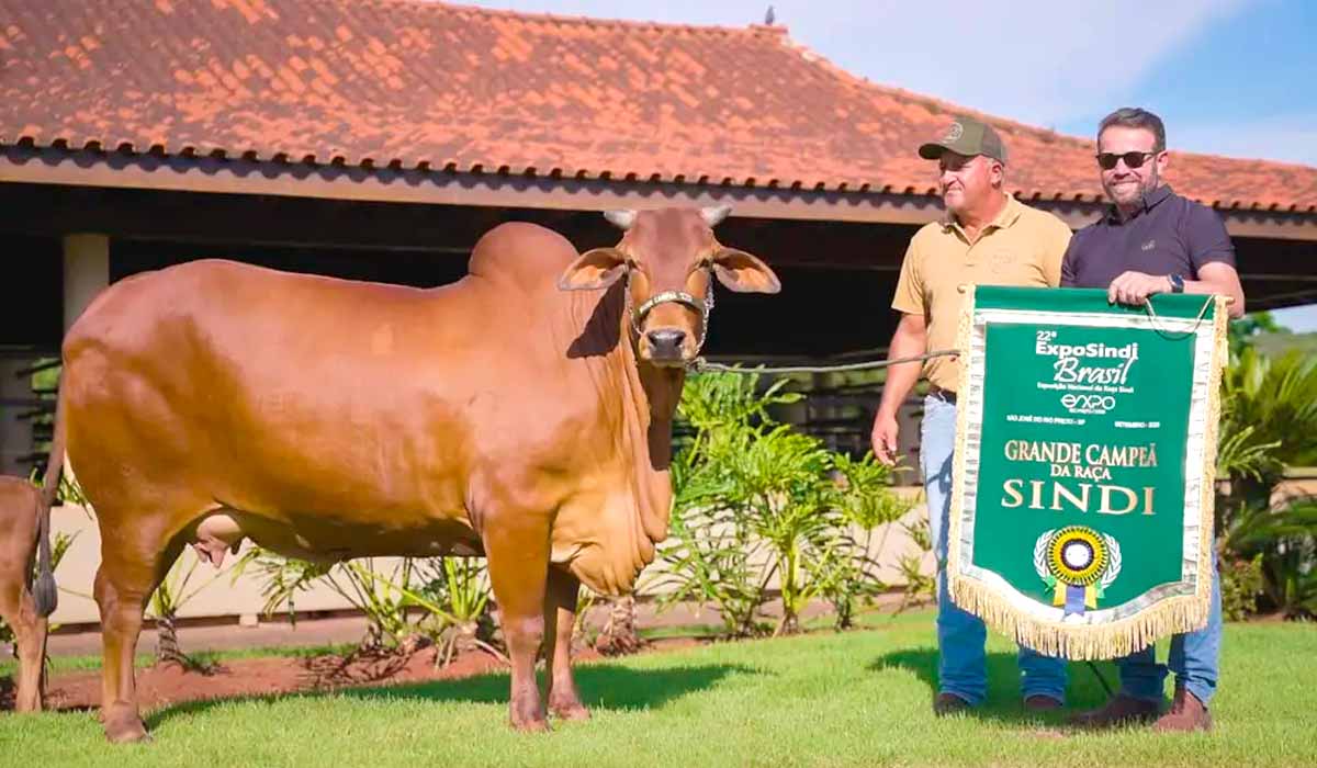 Vaca Lantai campeã nacional da raça sindi Vaca Lantai campeã nacional da raça sindi