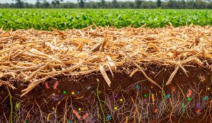 Sem solo saudável, não há agro competitivo
