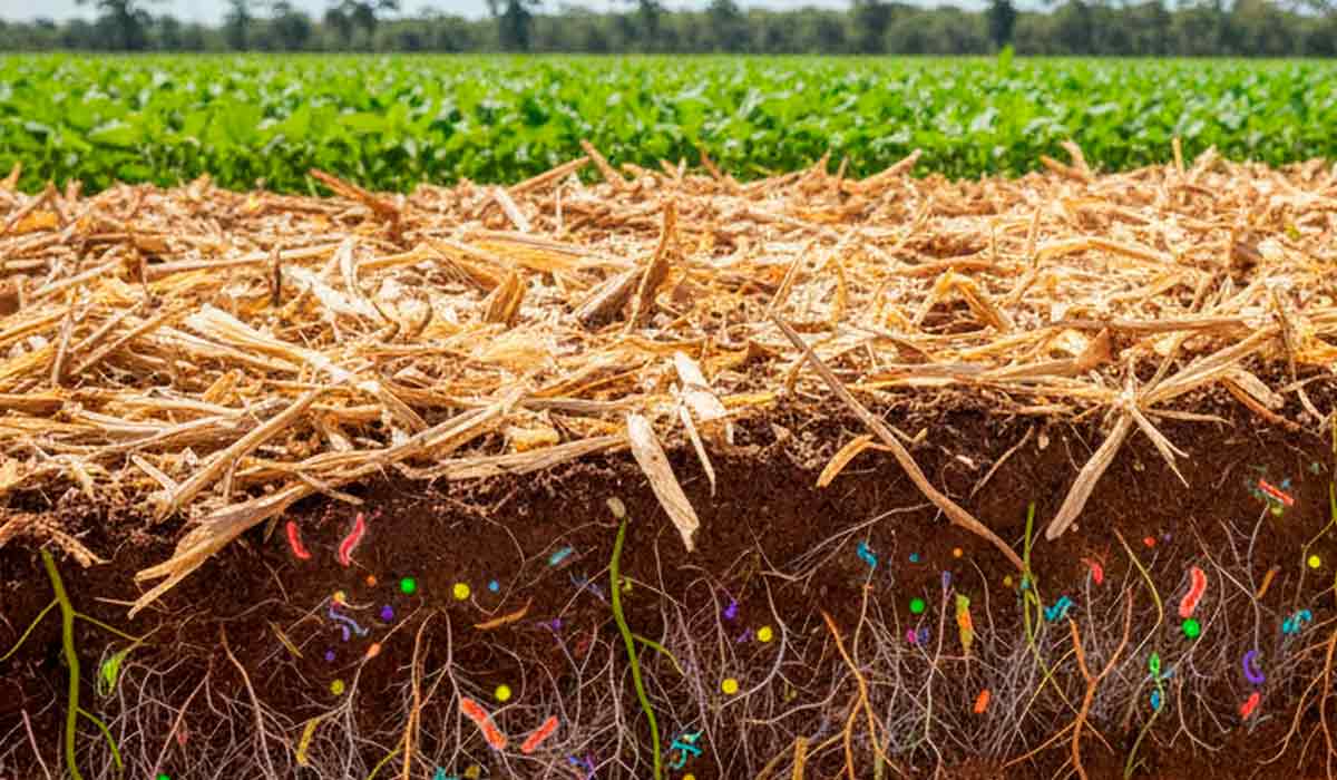 E-book explica o que é solo saudável