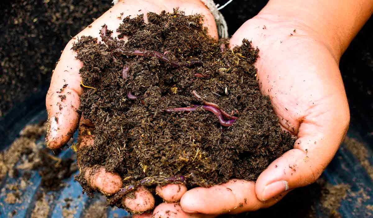 Biodiversidade do solo sustenta sistemas agrícolas Biodiversidade do solo sustenta sistemas agrícolas