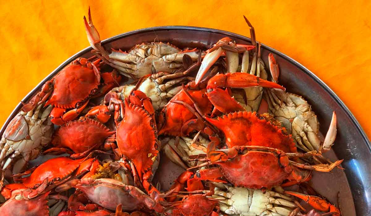 Os siris da Ilha das Caieiras Os siris da Ilha das Caieiras