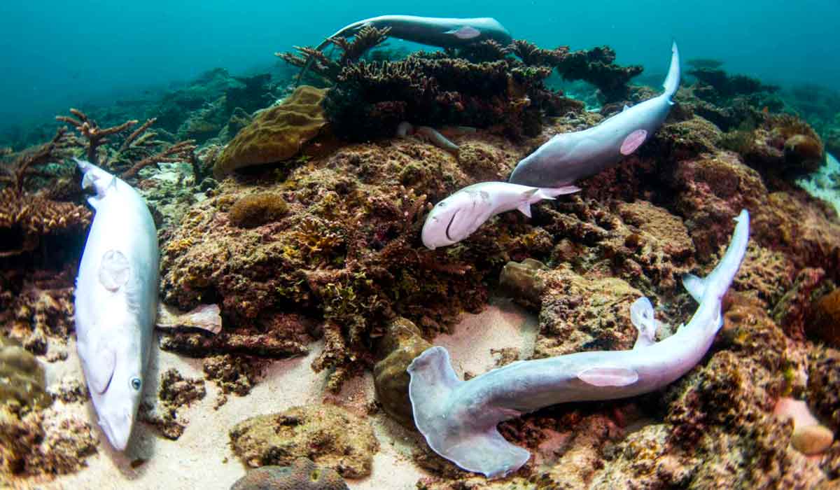 Tubarões mortos de várias espécies descartados ao mar sem as barbatanas Tubarões mortos de várias espécies descartados ao mar sem as barbatanas