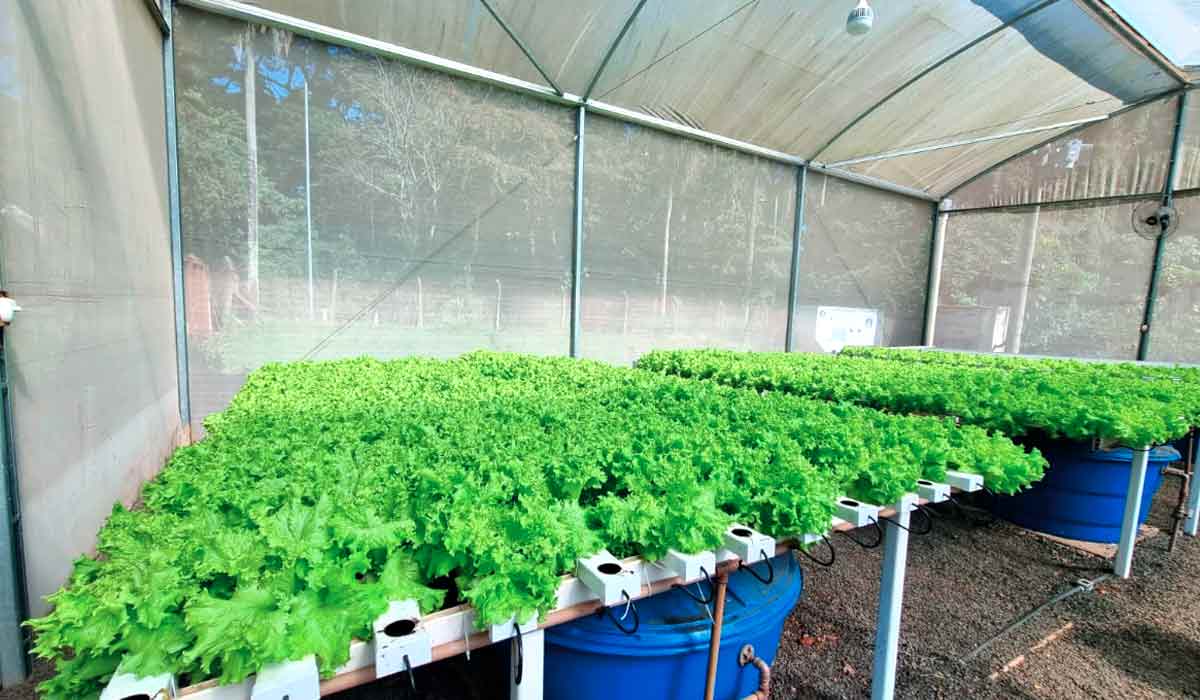 Sistema NFT (Nutrient Film Technique) para cultivo de hortaliças no sistema de aquaponia do Setor de Piscicultura da ESALQ-USP Sistema NFT (Nutrient Film Technique) para cultivo de hortaliças no sistema de aquaponia do Setor de Piscicultura da ESALQ-USP