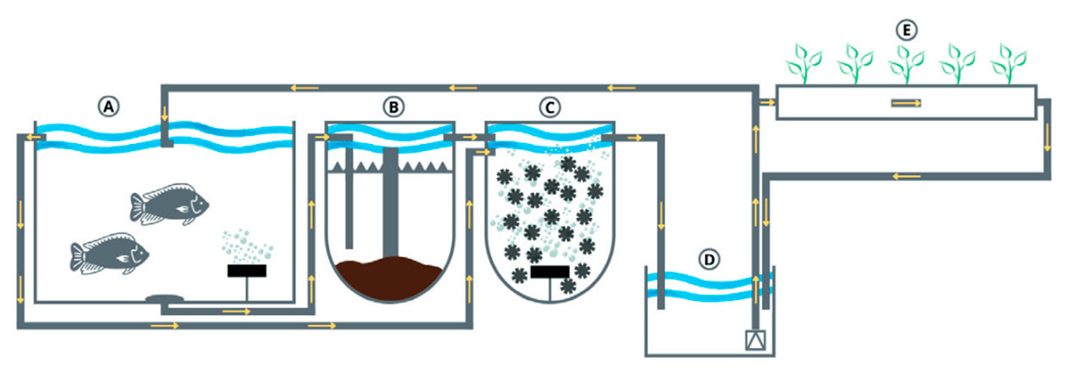 Esquema de uma aquaponia do tipo acoplada Esquema de uma aquaponia do tipo acoplada