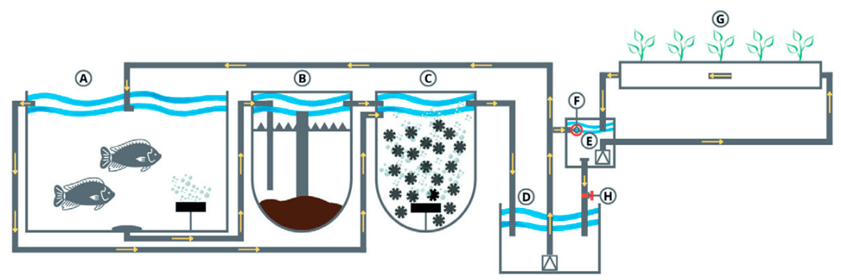 Esquema de uma aquaponia do tipo desacoplada Esquema de uma aquaponia do tipo desacoplada