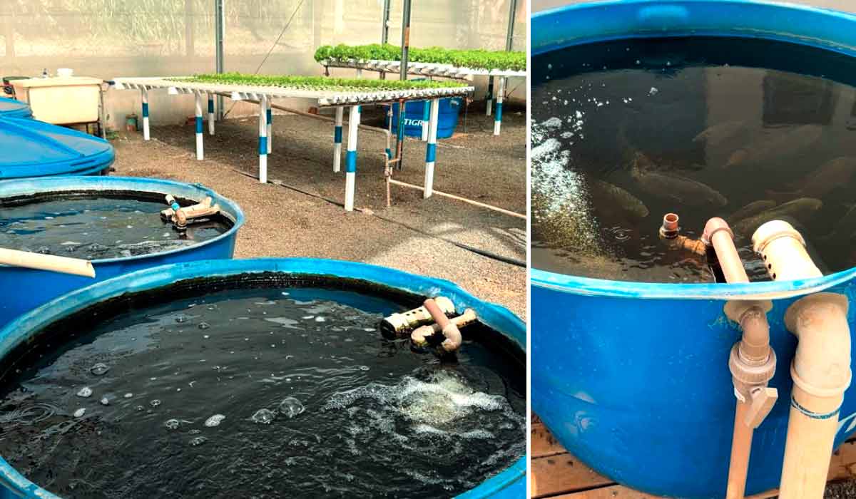 Tilápias do sistema de aquaponia do Setor de Piscicultura da ESALQ - USP Tilápias do sistema de aquaponia do Setor de Piscicultura da ESALQ - USP