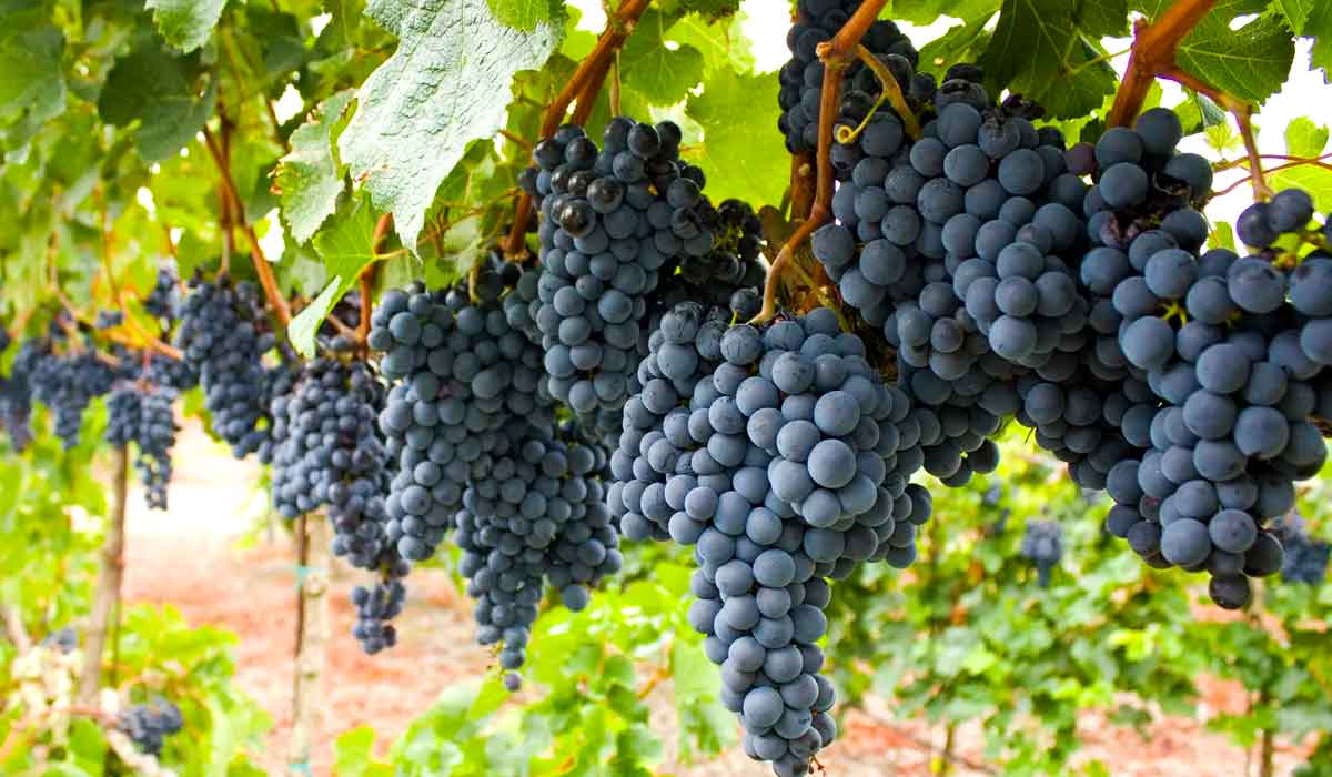 Vitis vinifera, a videira-comum, nativa da região do Mediterrâneo, Europa Central e sudoeste da Ásia