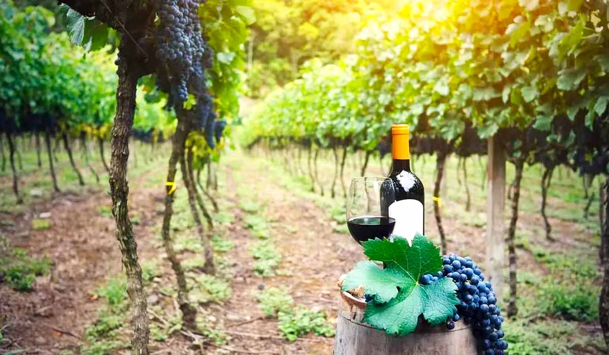 A iniciativa surge como resposta à escassez de recomendações técnicas para clones europeus introduzidos, frequentemente não testados nas condições específicas da serra gaúcha A iniciativa surge como resposta à escassez de recomendações técnicas para clones europeus introduzidos, frequentemente não testados nas condições específicas da serra gaúcha