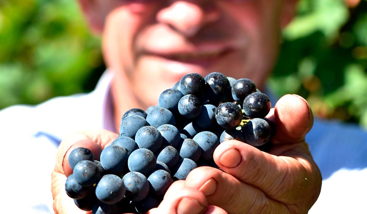 Encruzilhada do Sul é um polo emergente na produção de vinhos tintos estruturados Encruzilhada do Sul é um polo emergente na produção de vinhos tintos estruturados