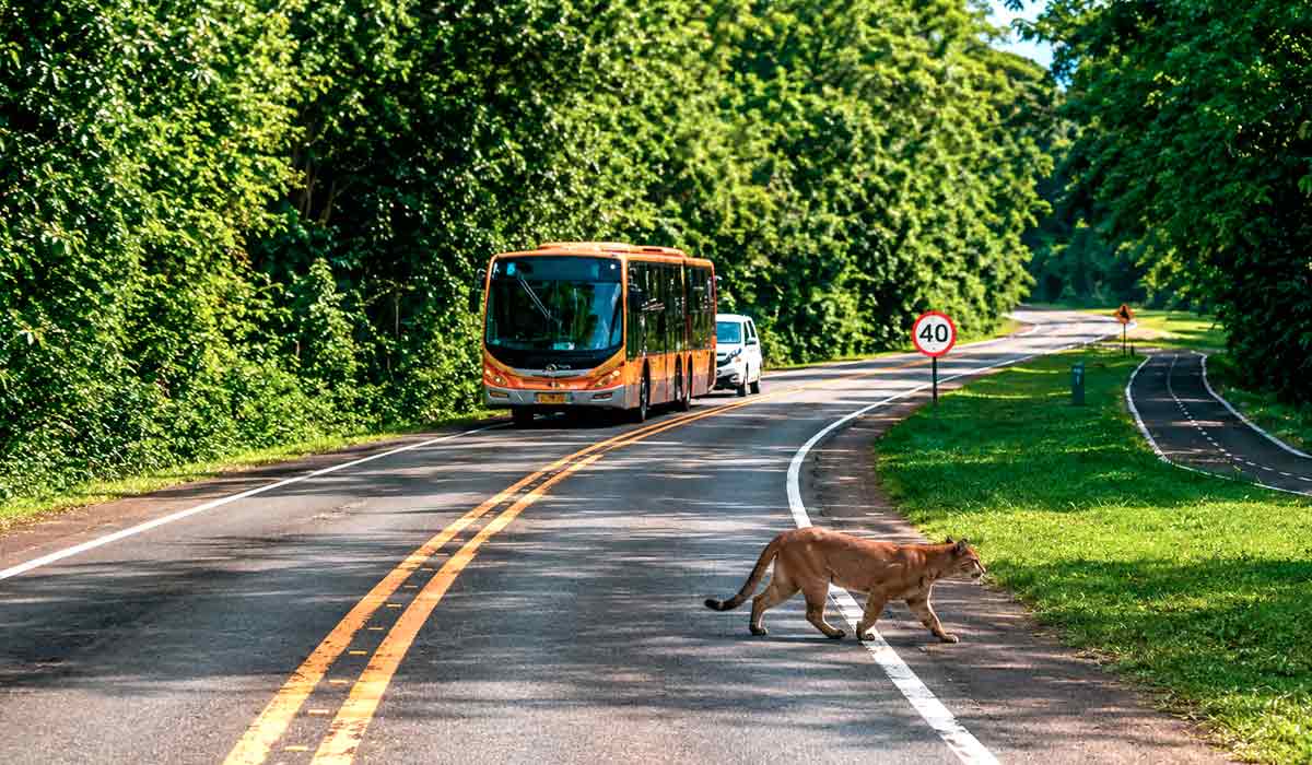 Onça-parda atravessa a BR-469 em trecho do Parque Nacional do Iguaçu Onça-parda atravessa a BR-469 em trecho do Parque Nacional do Iguaçu
