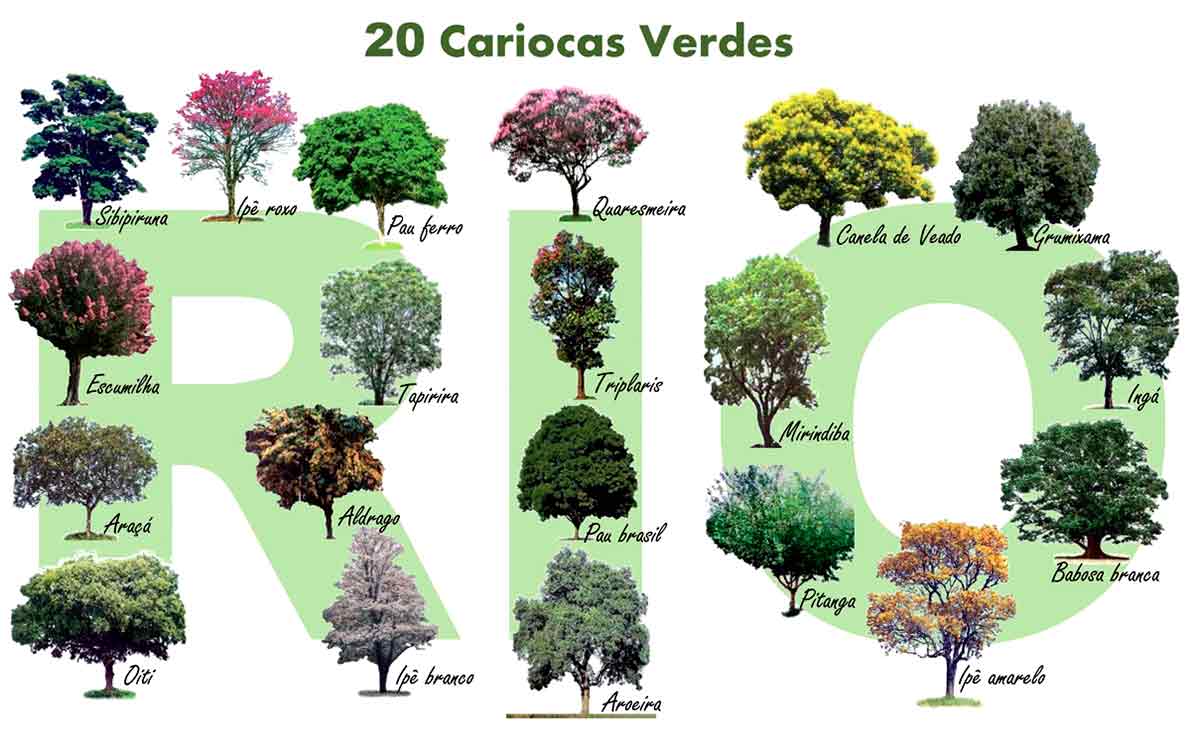 Cobertura vegetal urbana auxilia na redução das ilhas de calor em grandes metrópoles e planejamento técnico evita conflitos entre arborização e infraestrutura Cobertura vegetal urbana auxilia na redução das ilhas de calor em grandes metrópoles e planejamento técnico evita conflitos entre arborização e infraestrutura