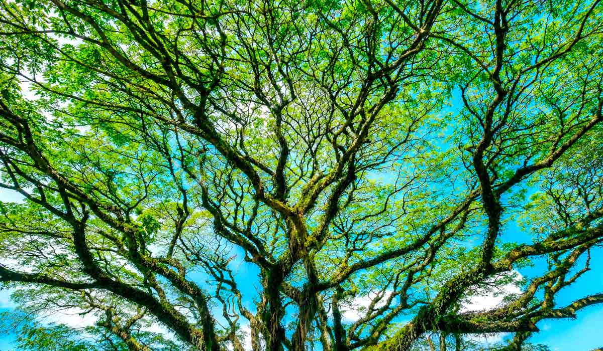 Publicação inédita integra ciência, gestão urbana e biodiversidade para transformar a arborização nas cidades brasileiras, reforçando as árvores como infraestrutura essencial para cidades resilientes e sustentáveis Publicação inédita integra ciência, gestão urbana e biodiversidade para transformar a arborização nas cidades brasileiras, reforçando as árvores como infraestrutura essencial para cidades resilientes e sustentáveis