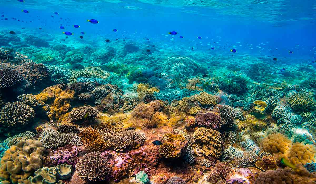 BNDES amplia apoio à conservação dos corais no litoral brasileiro, um dos ecossistemas mais vulneráveis à mudança do clima e podem ser os primeiros a serem extintos funcionalmente caso o aquecimento global não seja freado BNDES amplia apoio à conservação dos corais no litoral brasileiro, um dos ecossistemas mais vulneráveis à mudança do clima e podem ser os primeiros a serem extintos funcionalmente caso o aquecimento global não seja freado