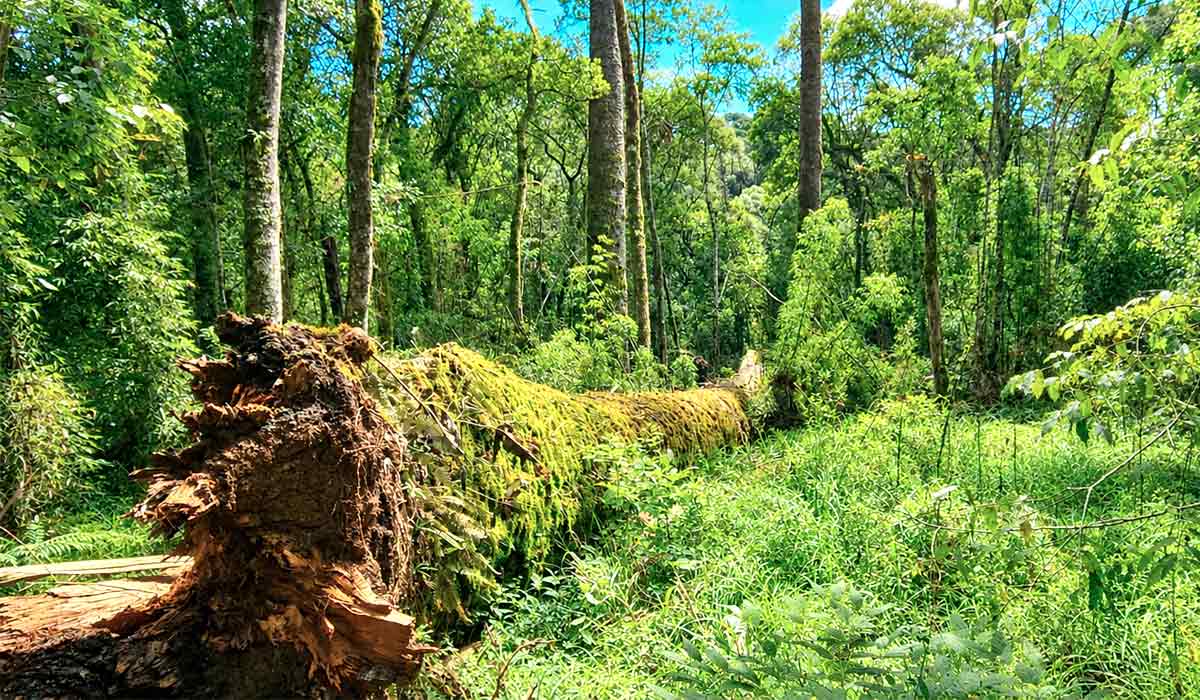 O Pinheirão no chão. A Floresta Ombrófila Mista concentra exemplares raros de araucária, mas a saturação do solo aumenta risco de tombamento de árvores gigantes - Fotos: Katia Pichelli O Pinheirão no chão. A Floresta Ombrófila Mista concentra exemplares raros de araucária, mas a saturação do solo aumenta risco de tombamento de árvores gigantes - Fotos: Katia Pichelli