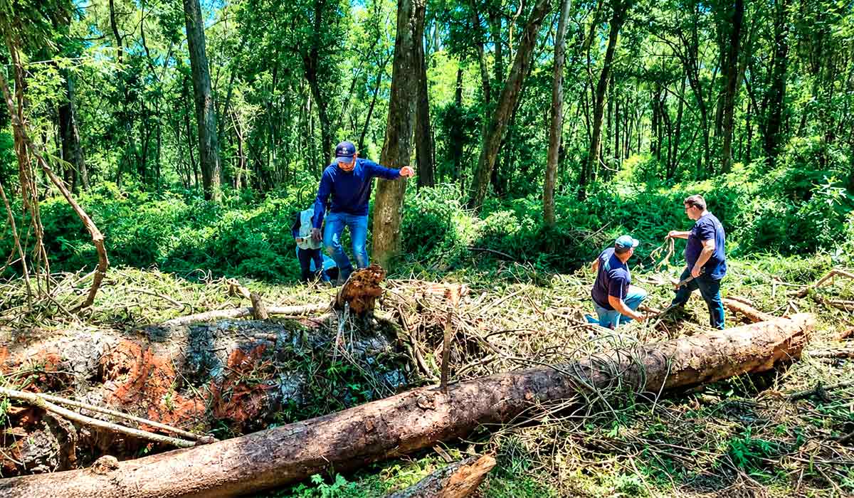 Pesquisadores avaliam impactos climáticos sobre árvores centenárias no Sul do Brasil