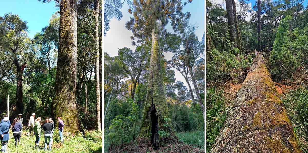 Araucária gigante mobilizou pesquisadores de diferentes instituições brasileiras. À esquerda, a árvore ainda sadia e em pé; No meio, a árvore já com o tronco danificado; À direita, a gigante caída Araucária gigante mobilizou pesquisadores de diferentes instituições brasileiras. À esquerda, a árvore ainda sadia e em pé; No meio, a árvore já com o tronco danificado; À direita, a gigante caída