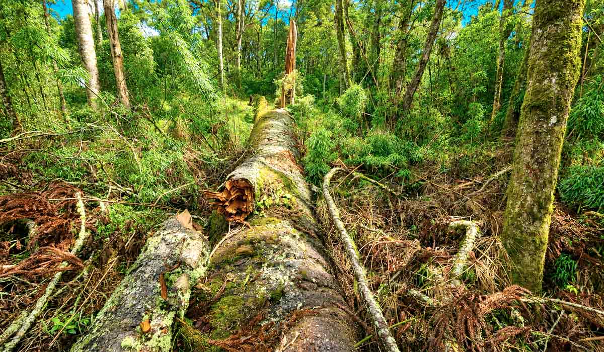 Araucárias gigantes são consideradas patrimônio ambiental e científico nacional - Fotos: Katia Pichelli Araucárias gigantes são consideradas patrimônio ambiental e científico nacional - Fotos: Katia Pichelli