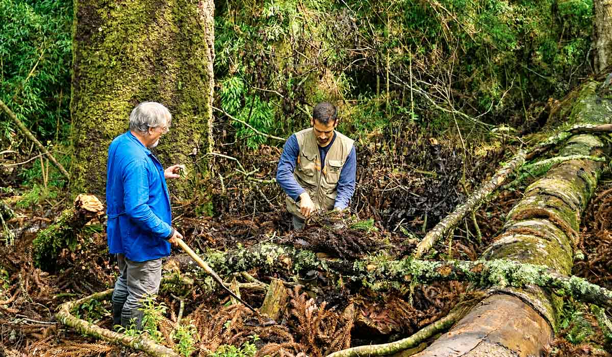 Pesquisadores da Embrapa Florestas coletam brotações do Pinheirão. Essas brotações da copa poderão viabilizar clonagem da árvore monumental Pesquisadores da Embrapa Florestas coletam brotações do Pinheirão. Essas brotações da copa poderão viabilizar clonagem da árvore monumental