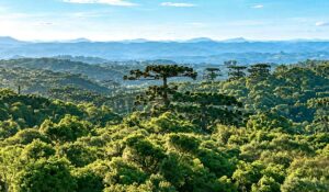 Pinheirão era considerado uma das maiores araucárias do Brasil