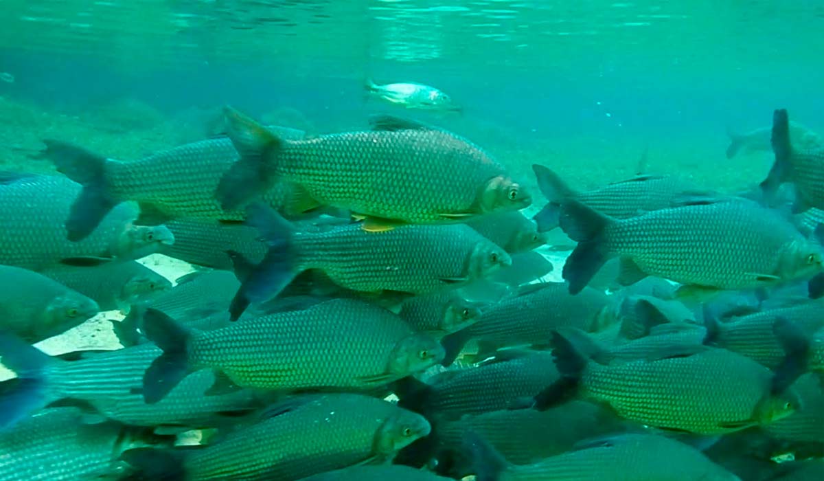 Conservação dos rios é essencial para segurança hídrica e biodiversidade. A degradação ambiental ameaça deslocamento natural de peixes em riachos brasileiros Conservação dos rios é essencial para segurança hídrica e biodiversidade. A degradação ambiental ameaça deslocamento natural de peixes em riachos brasileiros