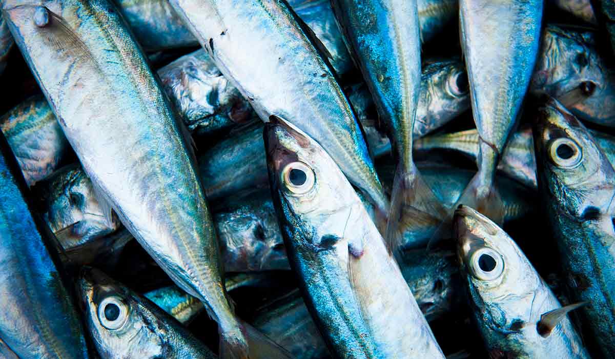 Segurança alimentar e inovação impulsionam competitividade do pescado brasileiro Segurança alimentar e inovação impulsionam competitividade do pescado brasileiro