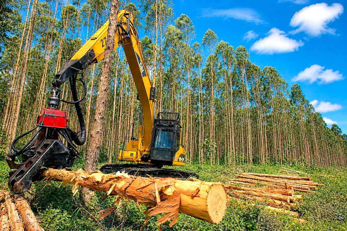 Cadeia florestal integra produção, indústria e sustentabilidade e a bioeconomia orienta o futuro do setor Cadeia florestal integra produção, indústria e sustentabilidade e a bioeconomia orienta o futuro do setor