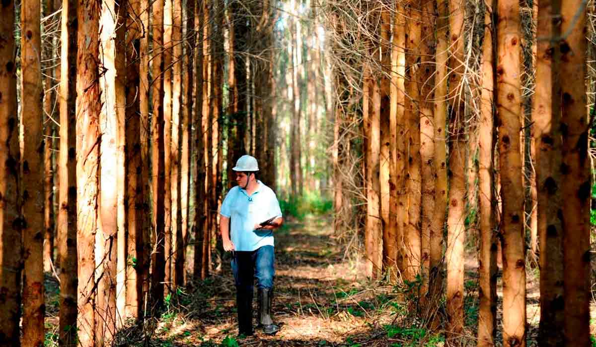 Minas Gerais lidera o Brasil em área de florestas plantadas e o eucalipto domina a produção florestal no estado Minas Gerais lidera o Brasil em área de florestas plantadas e o eucalipto domina a produção florestal no estado