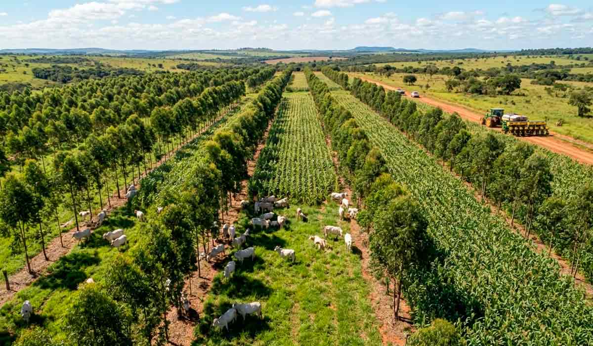 ILPF fortalece produtividade, conservação do solo e captura de carbono no agro brasileiro ILPF fortalece produtividade, conservação do solo e captura de carbono no agro brasileiro