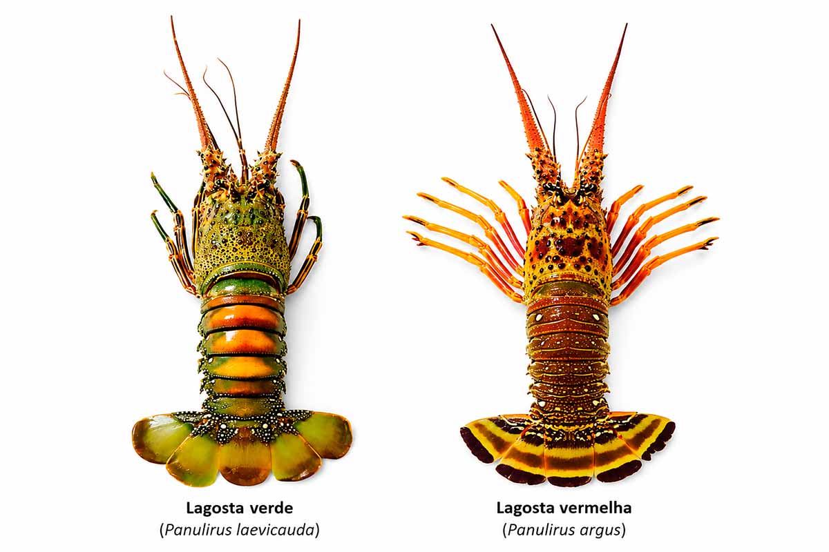 A lagosta verde (Panulirus laevicauda) e a lagosta vermelha (Panulirus argus). Nordeste concentra importante produção nacional de lagostas A lagosta verde (Panulirus laevicauda) e a lagosta vermelha (Panulirus argus). Nordeste concentra importante produção nacional de lagostas