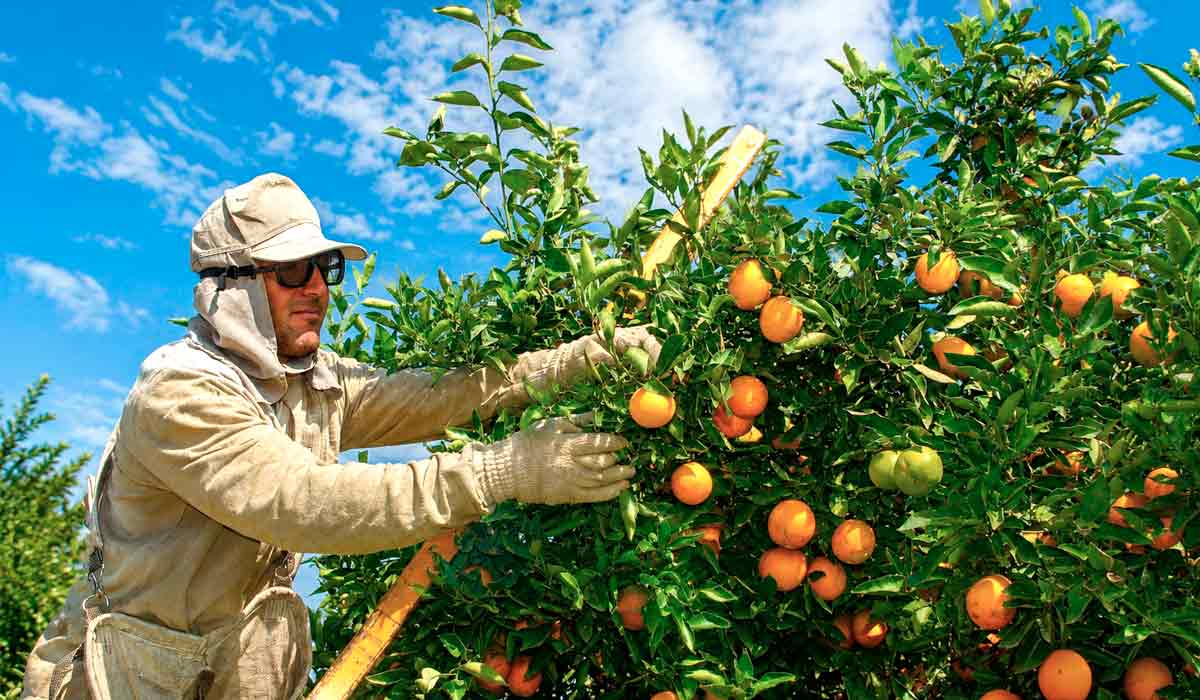 Citricultura enfrenta desafios produtivos no principal polo mundial de suco Citricultura enfrenta desafios produtivos no principal polo mundial de suco