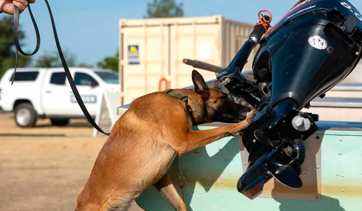 Allee, uma pastora belga malinois, fareja um barco em busca de mexilhões dourados no reservatório de Thermalito. Allee faz parte do esforço do Departamento de Pesca e Vida Selvagem do estado para impedir a disseminação da espécie invasora nos lagos - Foto: Miguel Gutierrez Jr. Allee, uma pastora belga malinois, fareja um barco em busca de mexilhões dourados no reservatório de Thermalito. Allee faz parte do esforço do Departamento de Pesca e Vida Selvagem do estado para impedir a disseminação da espécie invasora nos lagos - Foto: Miguel Gutierrez Jr.