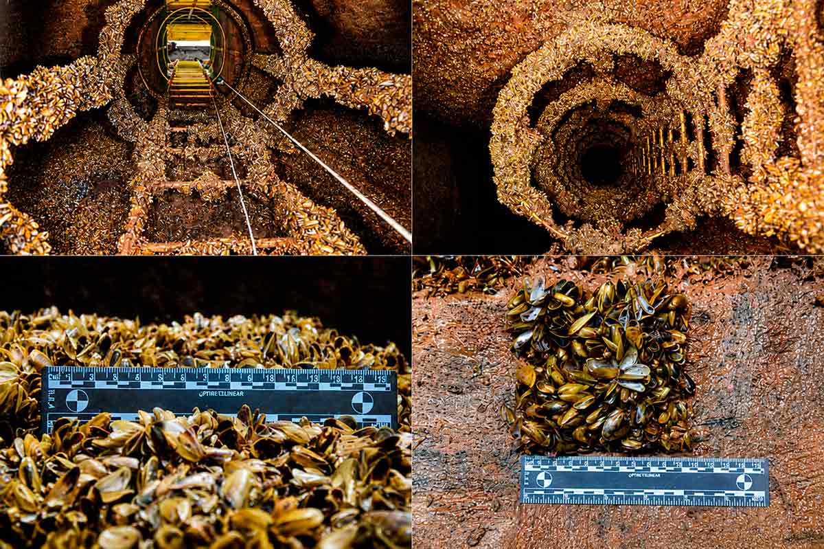 Incrustação do mexilhão dourado (Limnoperna fortunei) em estruturas de usinas hidrelétricas - Foto: GIA Incrustação do mexilhão dourado (Limnoperna fortunei) em estruturas de usinas hidrelétricas - Foto: GIA