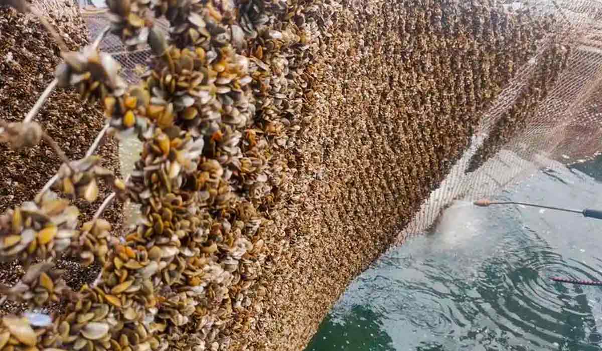 Mexilhão dourado incrustrado em tanque rede de piscicultura Mexilhão dourado incrustrado em tanque rede de piscicultura