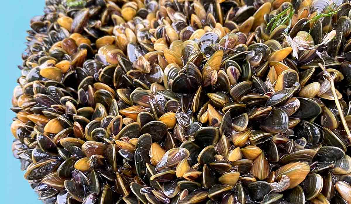 Os mexilhões dourados se espalharam rapidamente pelo Delta da Califórnia (rio Sacramento-San Joaquin - norte da Califórnia) após serem detectados pela primeira vez em 2024 - Foto: Serviço de Pesca e Vida Selvagem dos EUA