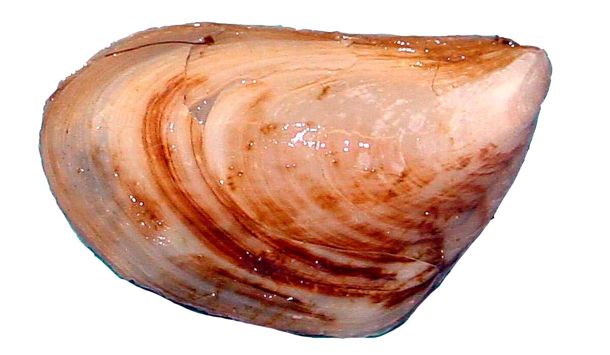 O mexilhão-quagga (Dreissena bugensis) O mexilhão-quagga (Dreissena bugensis)