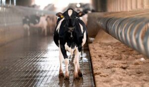 Fazendas brasileiras lideram ranking mundial de produtividade leiteira