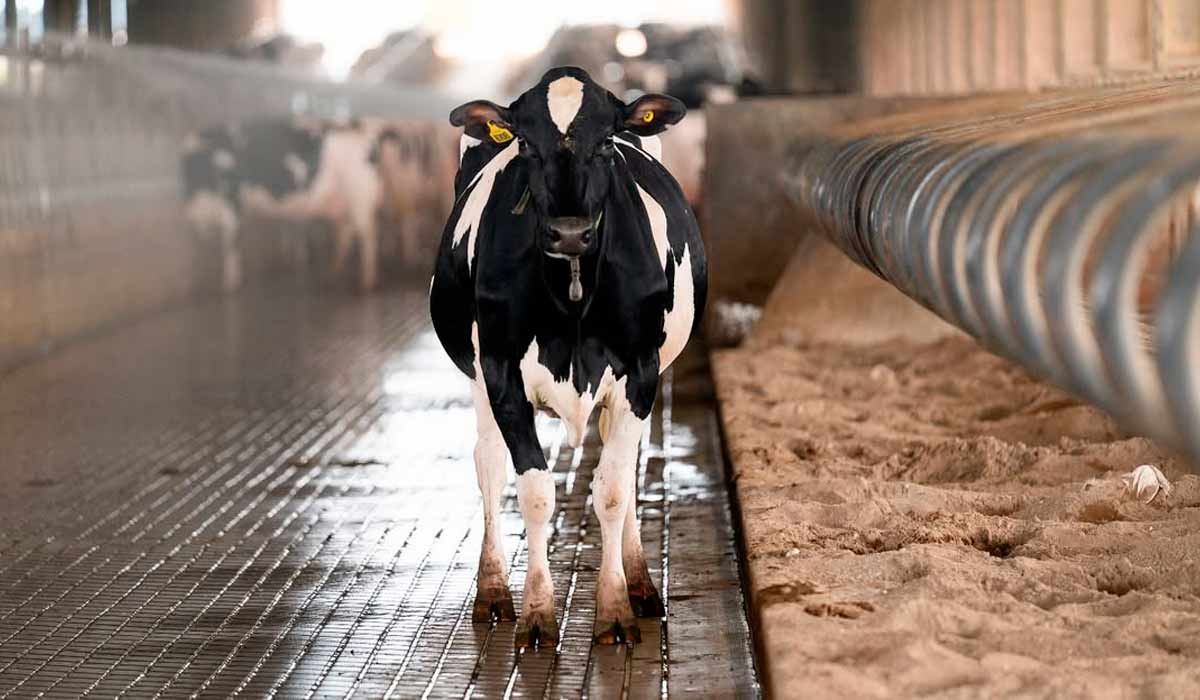 Fazendas brasileiras lideram ranking mundial de produtividade leiteira