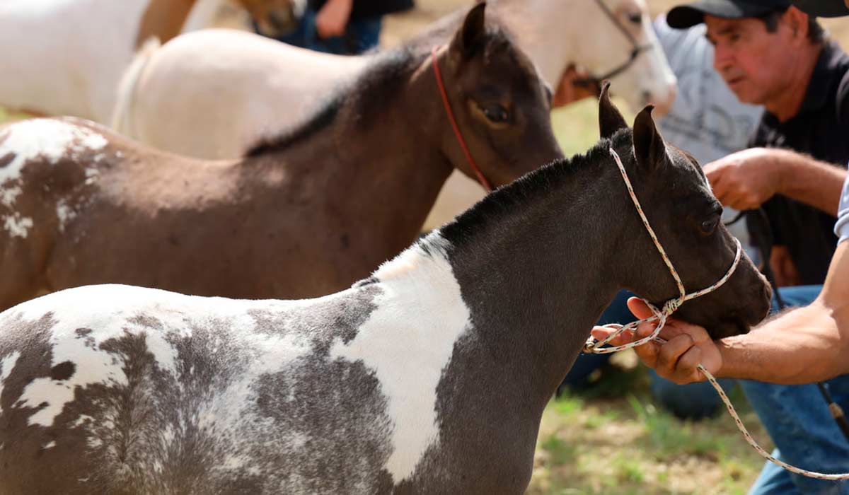 Mais de 260 animais confirmam recorde histórico da Nacional do Cavalo Pônei Mais de 260 animais confirmam recorde histórico da Nacional do Cavalo Pônei